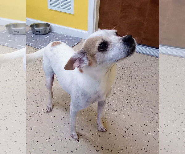 Medium Photo #7 ShiChi Puppy For Sale in York, SC, USA