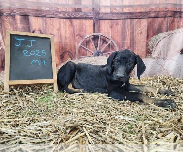 Medium Photo #13 Catahoula Leopard Dog Puppy For Sale in CUMBY, TX, USA