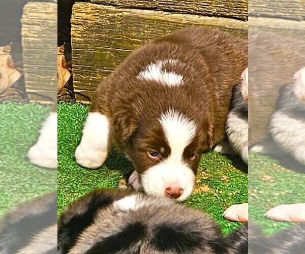 Medium Photo #11 Australian Shepherd Puppy For Sale in NELSON, VA, USA