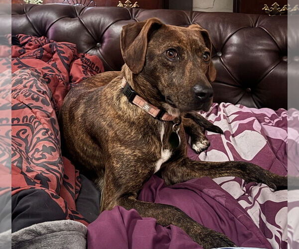 Medium Photo #2 Plott Hound-Unknown Mix Puppy For Sale in Springdale, PA, USA