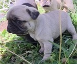 Small Photo #8 Pug Puppy For Sale in HILLSDALE, MI, USA