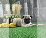 Small #3 Pug
