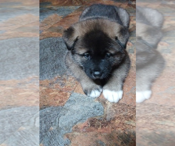 Medium Photo #1 Akita Puppy For Sale in LOUISVILLE, KY, USA