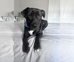 Small #1 Labrador Retriever Mix