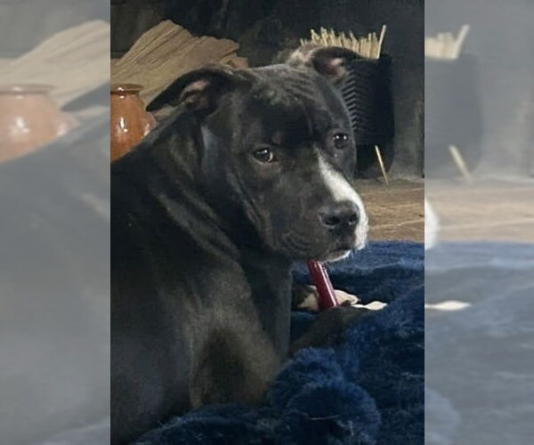 Medium Photo #56 American Pit Bull Terrier-Labrador Retriever Mix Puppy For Sale in OKLAHOMA CITY, OK, USA