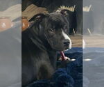 Small #55 American Pit Bull Terrier-Labrador Retriever Mix
