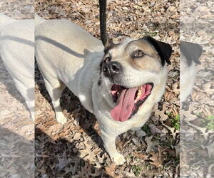 Cosmo - Male Australian Shepherd-Unknown Mix Dog for Adoption - Photo #4