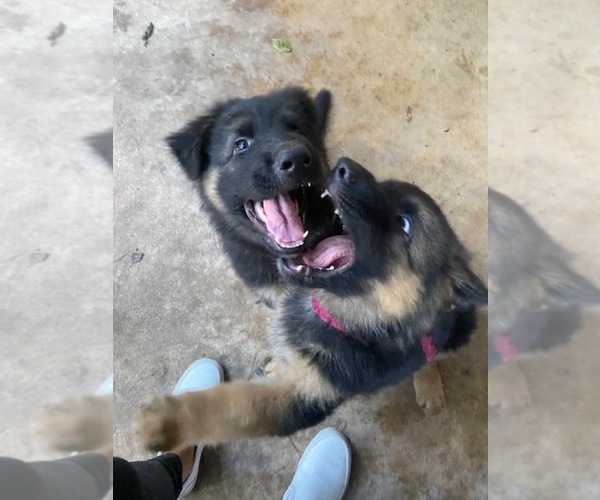 Medium Photo #8 German Shepherd Dog Puppy For Sale in CYPRESS, TX, USA