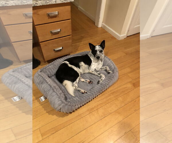 Medium Photo #2 Mutt Puppy For Sale in Garden City, NY, USA