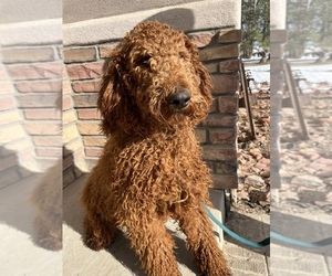 Poodle (Standard) Puppy for sale in LOMA, CO, USA