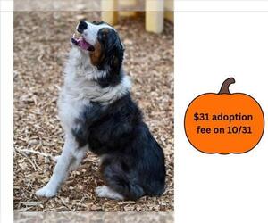 Australian Shepherd Dogs for adoption in Santa Cruz, CA, USA