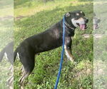 Small #3 Rottweiler Mix