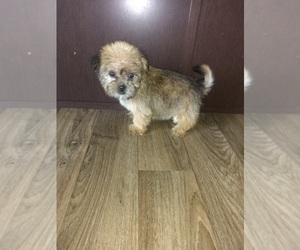 Yorkshire Terrier Puppy for sale in LAPEER, MI, USA