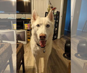 - Mix Dogs for adoption in McKinney, TX, USA