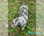 Small #3 Catahoula Leopard Dog