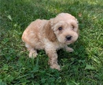 Small #3 Cavapoo