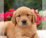 Small Golden Retriever