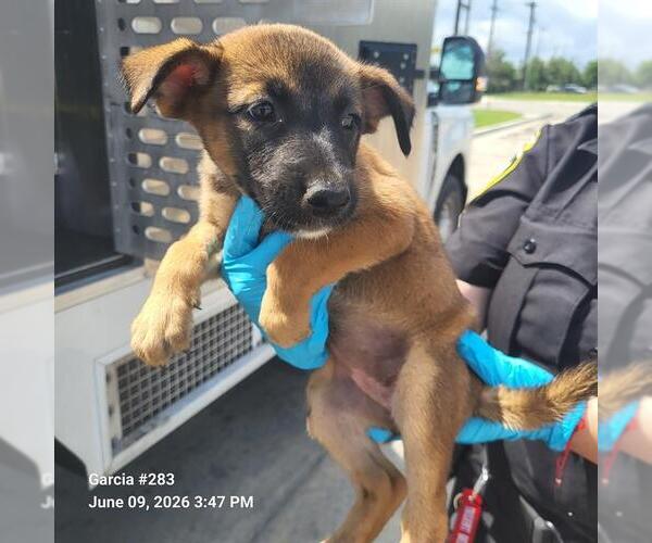 Medium Photo #1 German Shepherd Dog-Unknown Mix Puppy For Sale in San Antonio, TX, USA