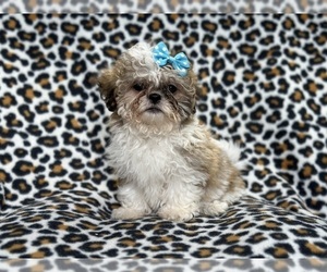 Zuchon Puppy for sale in LAKELAND, FL, USA