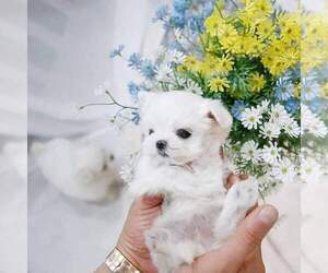 Maltese Puppy for sale in CLERMONT, FL, USA