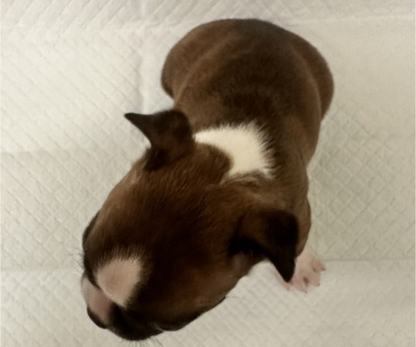 Medium Photo #3 Boston Terrier Puppy For Sale in JACKSONVILLE, NC, USA