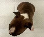 Small Photo #6 Boston Terrier Puppy For Sale in JACKSONVILLE, NC, USA