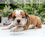 Puppy Rosie English Bulldog