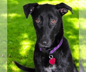 Labrador Retriever-Unknown Mix Dogs for adoption in San Diego, CA, USA