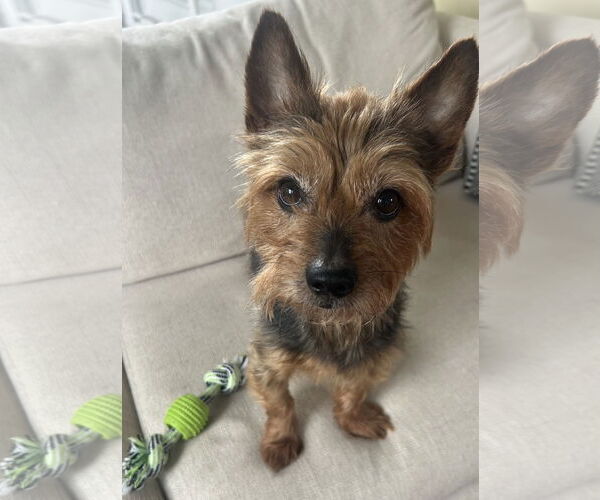 Medium Photo #1 Mutt Puppy For Sale in Allentown,, PA, USA