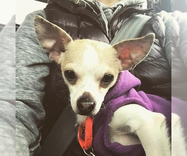 Medium Photo #12 Chihuahua-Unknown Mix Puppy For Sale in Fargo, ND, USA