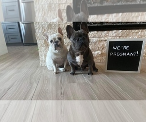 Mother of the French Bulldog puppies born on 09/06/2022