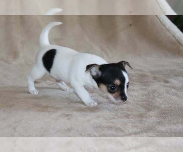 Medium Photo #30 Chihuahua Puppy For Sale in HUDSONVILLE, MI, USA