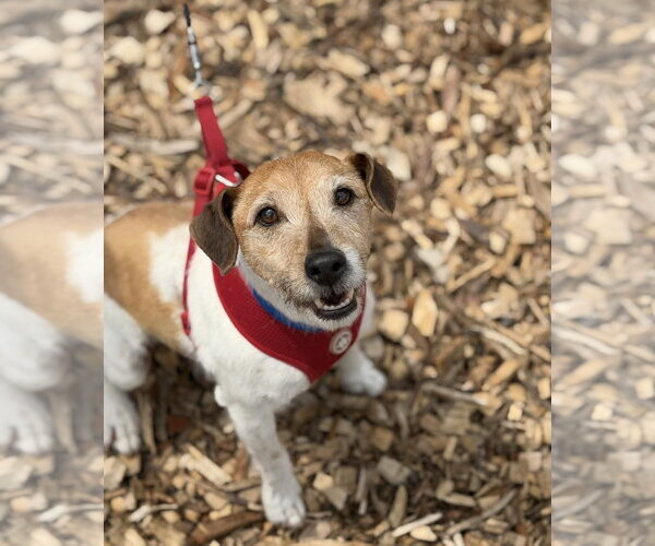 Medium Photo #4 Jack Russell Terrier-Unknown Mix Puppy For Sale in Westwood, NJ, USA