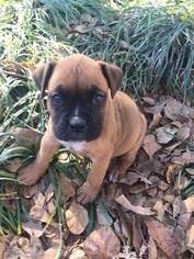 Boxer Puppy for sale in MILLEDGEVILLE, GA, USA