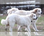 Small Photo #1 Great Pyrenees Puppy For Sale in SUFFOLK, VA, USA