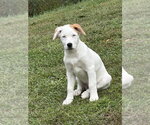 Small Photo #3 Great Pyrenees-Unknown Mix Puppy For Sale in Brewster, NY, USA
