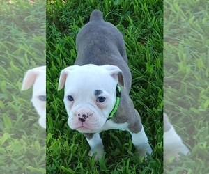 Olde English Bulldogge Puppy for sale in ATHENS, AL, USA