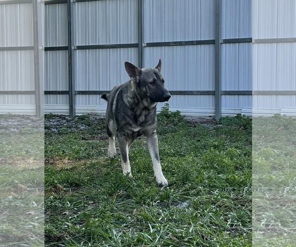 Medium Photo #5 German Shepherd Dog Puppy For Sale in Plantation, FL, USA