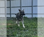 Small #4 German Shepherd Dog