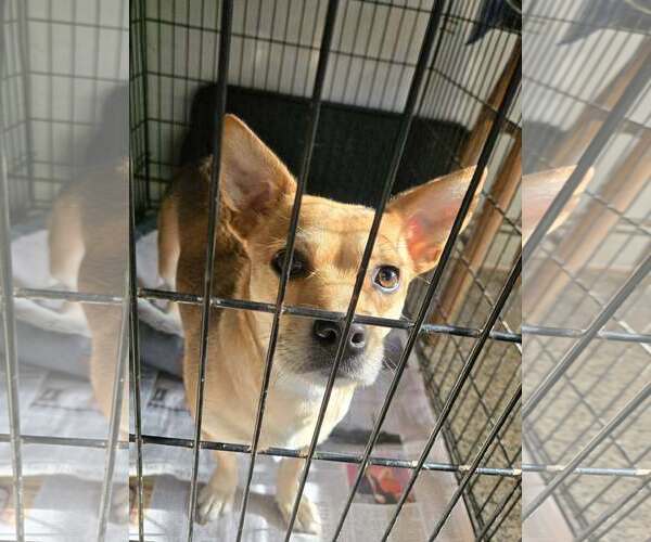 Medium Photo #2 Chihuahua-Unknown Mix Puppy For Sale in Unionville, PA, USA