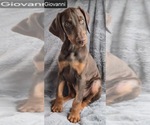 Small #4 Doberman Pinscher