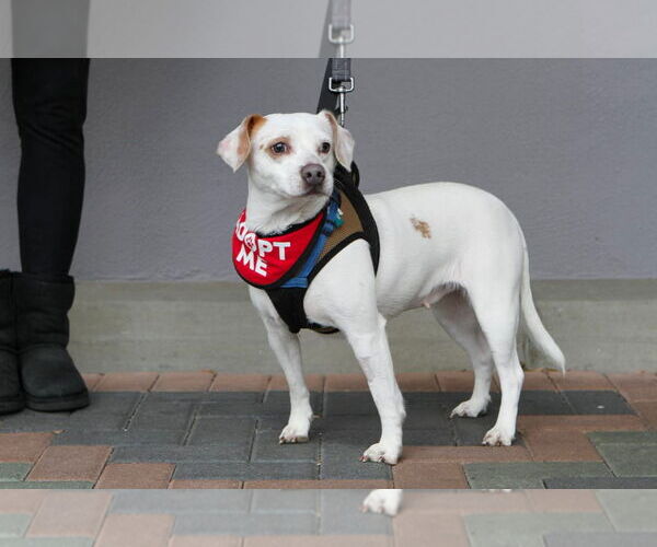 Medium Photo #6 Beagle-Chihuahua Mix Puppy For Sale in Mission Viejo, CA, USA