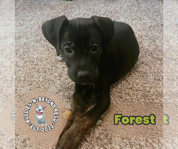 Medium Photo #3 Labrador Retriever-Unknown Mix Puppy For Sale in Omaha, NE, USA