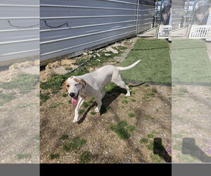 Linus - Male Coonhound-Great Pyrenees Mix Dog for Adoption - Photo #3