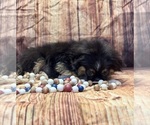 Small #7 Pekingese