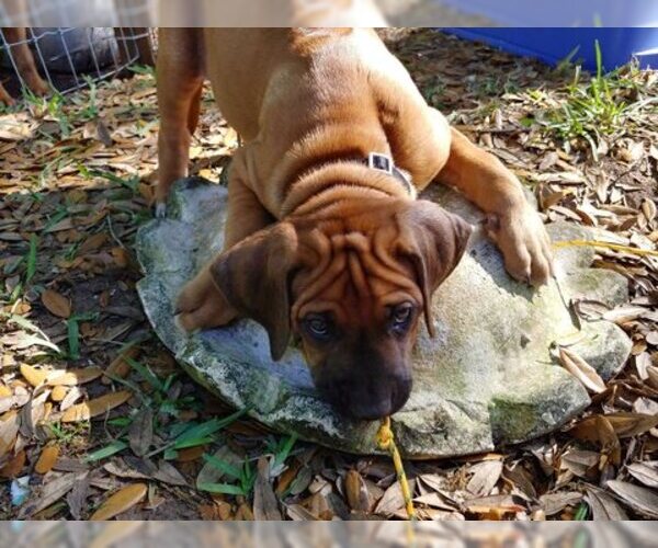 Medium Photo #3 Rhodesian Ridgeback Puppy For Sale in NEW SMYRNA, FL, USA