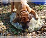 Small Photo #3 Rhodesian Ridgeback Puppy For Sale in NEW SMYRNA, FL, USA
