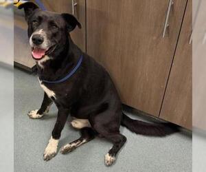 Labrador Retriever-Unknown Mix Dogs for adoption in Baytown, TX, USA