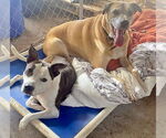 Small #2 Boxer Mix
