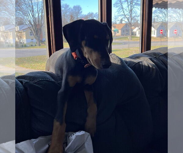 Medium Photo #17 Doberman Pinscher Puppy For Sale in Minneaoplis, MN, USA